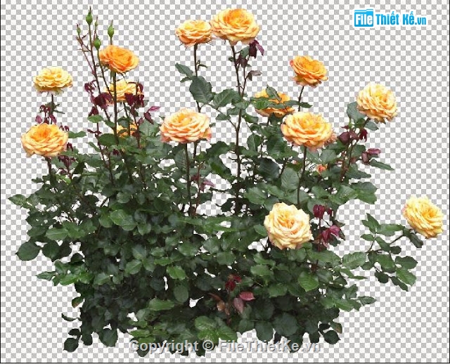 cây hoa photoshop,thư viện photoshop,cây photoshop